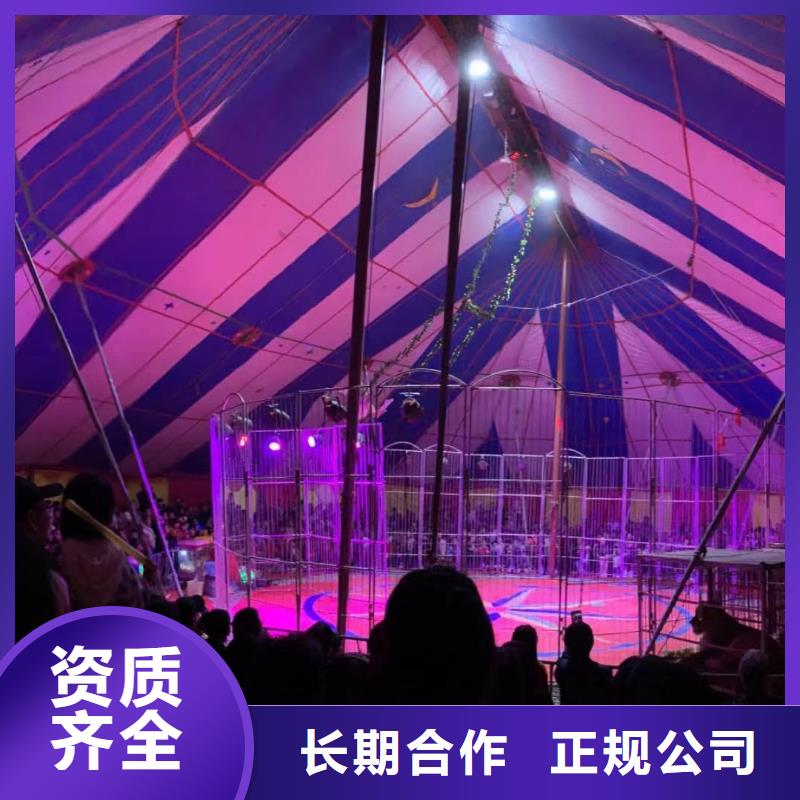 【马戏团/羊驼】表演羊驼租赁精英团队