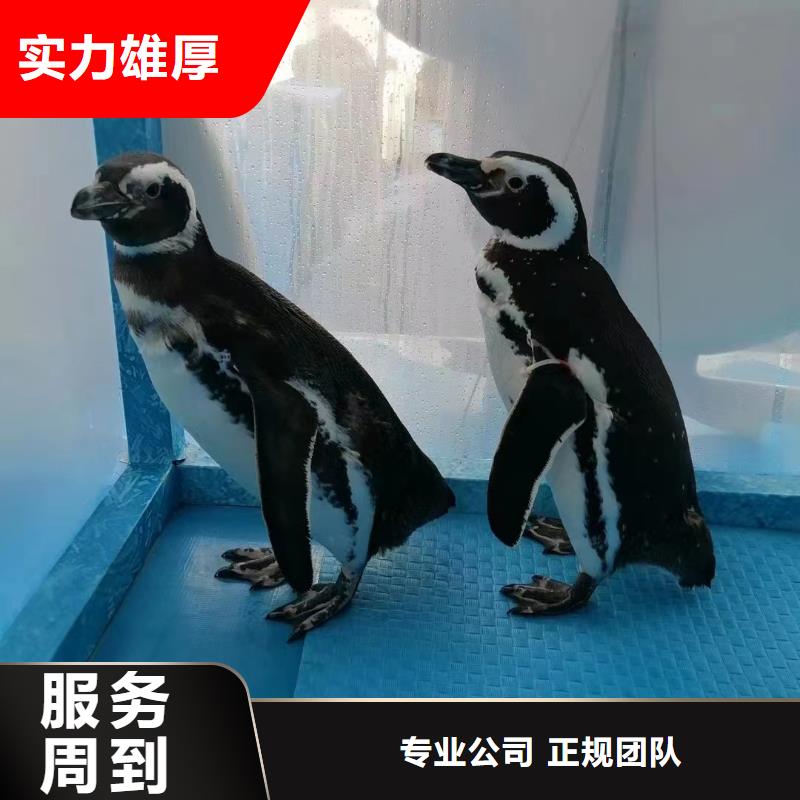 出租海洋生物展实力厂家