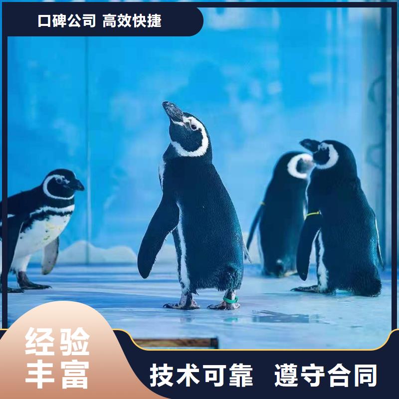 鳄鱼表演出租活动图片