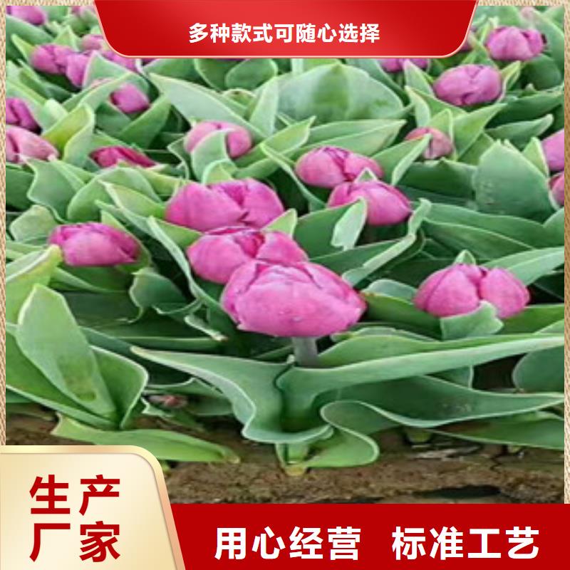 时令草花宿根花卉基地现货实拍