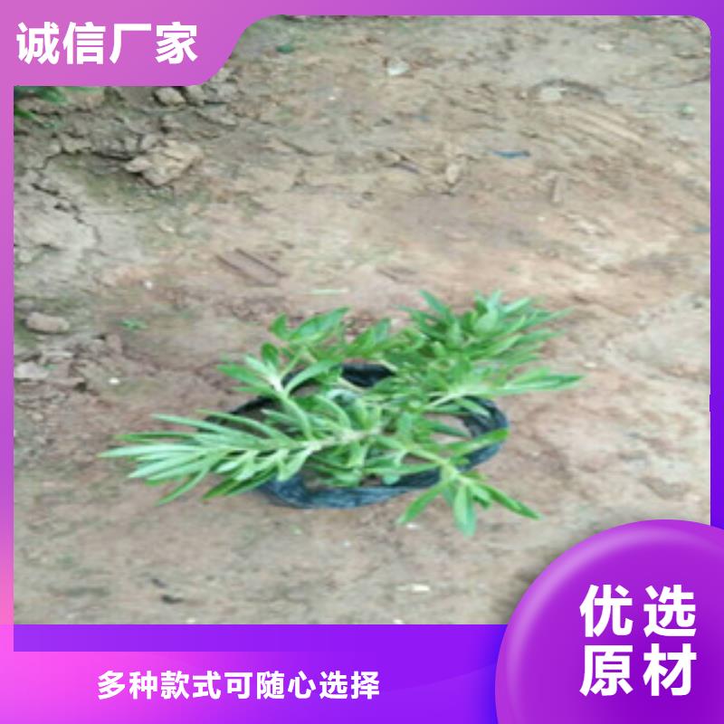 时令草花,水生植物/荷花睡莲用心做好每一件产品