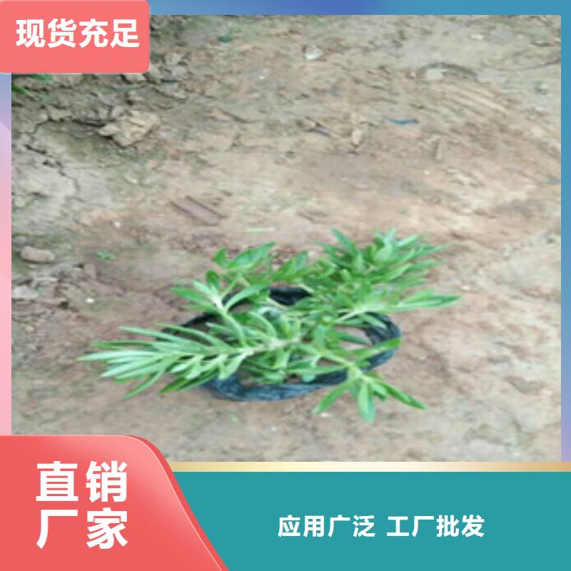 时令草花花海景观工程拒绝伪劣产品