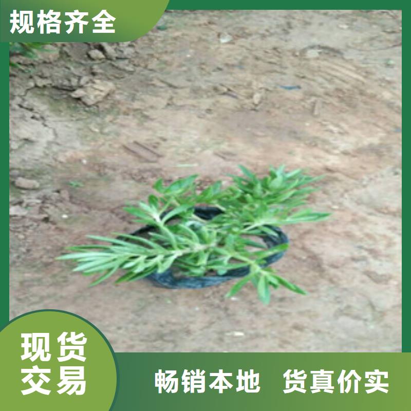 时令草花鲁冰花/粉黛乱子草可接急单