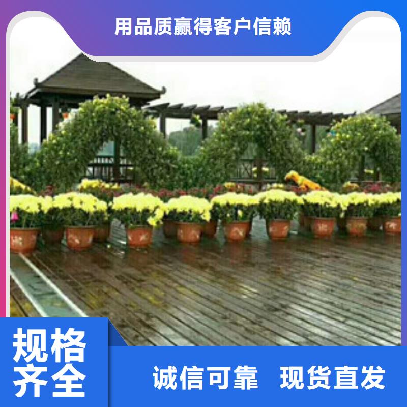 【时令草花】耐寒耐旱草花基地现货齐全售后无忧