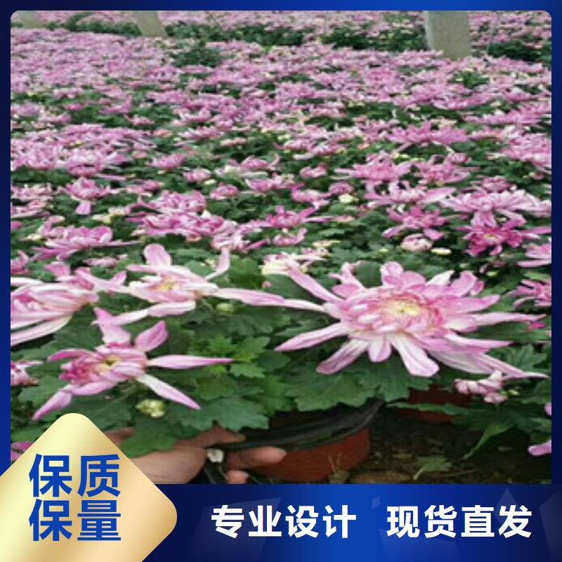 【时令草花】水生植物/荷花睡莲工艺层层把关