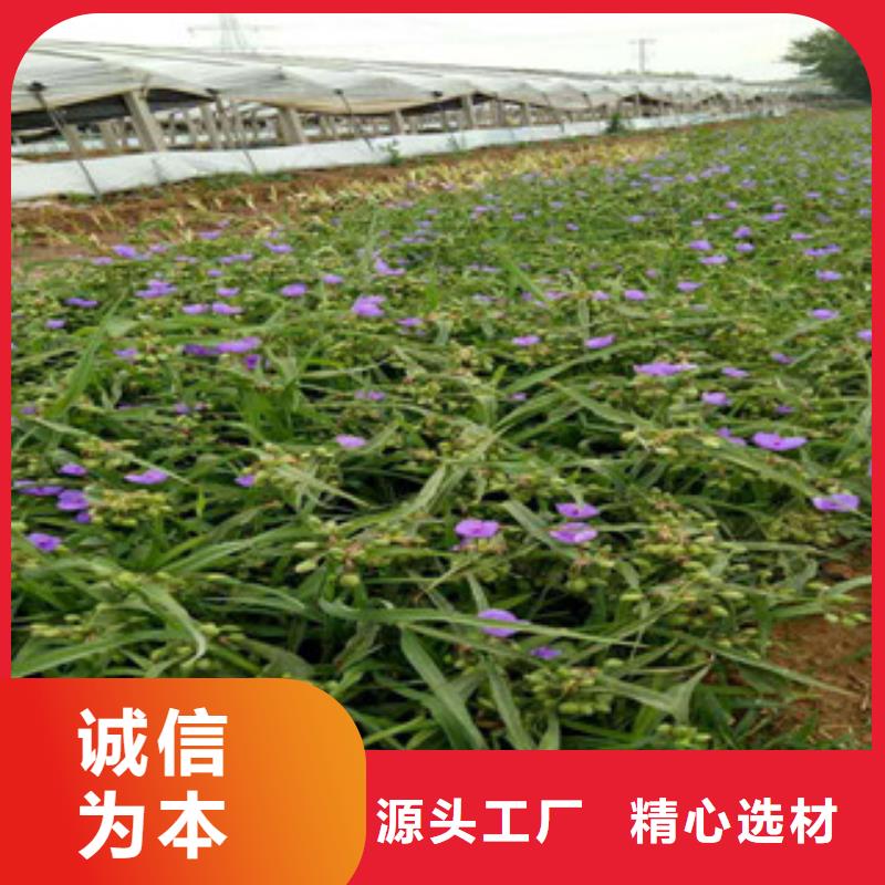 【时令草花】花海景观工程实力才是硬道理