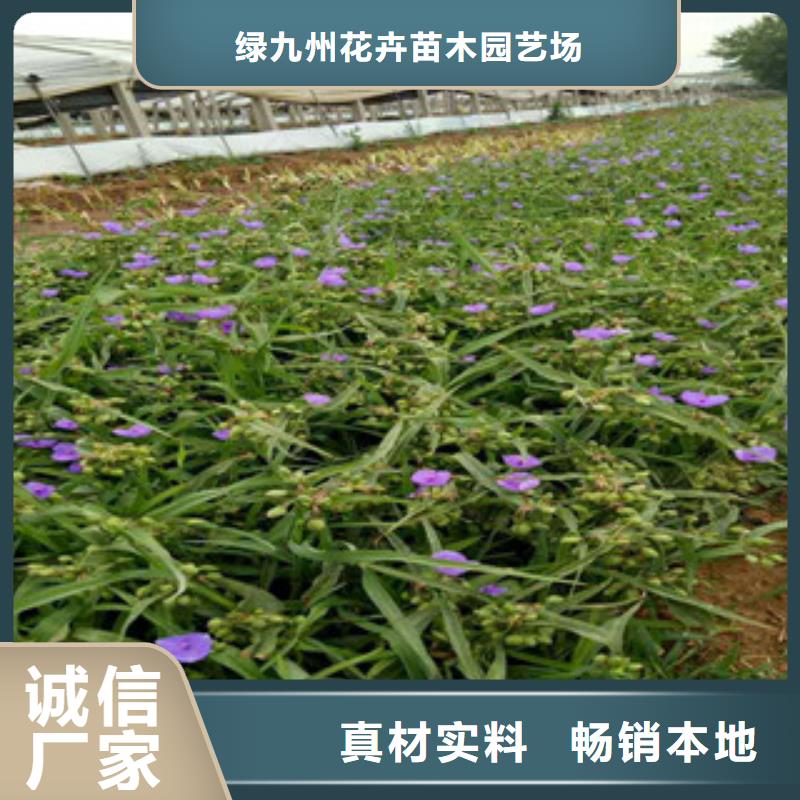 【时令草花】耐寒耐旱草花基地现货齐全售后无忧