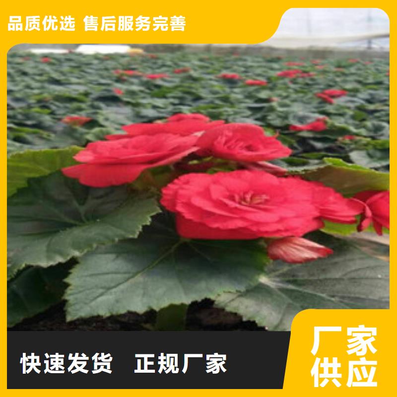 时令草花【花海景观工程】定制批发