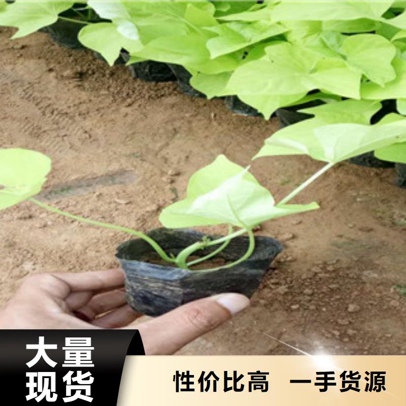 时令草花耐寒耐旱草花基地本地厂家值得信赖