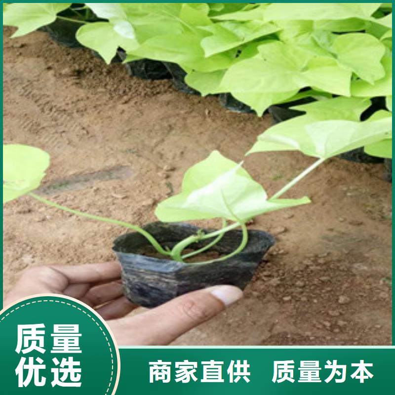 时令草花耐寒耐旱草花基地本地厂家值得信赖