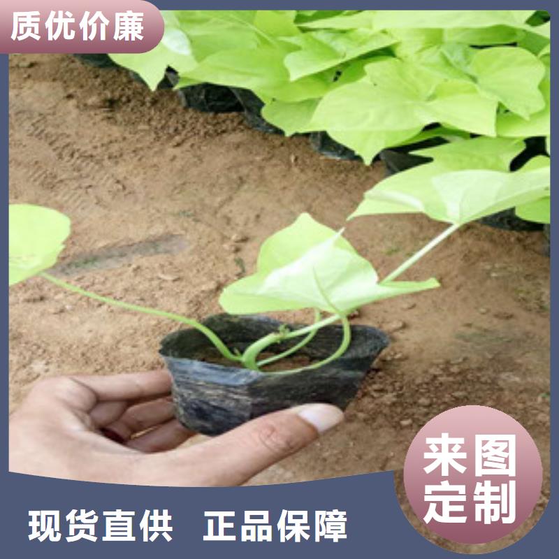 【时令草花】鲁冰花/粉黛乱子草自有生产工厂