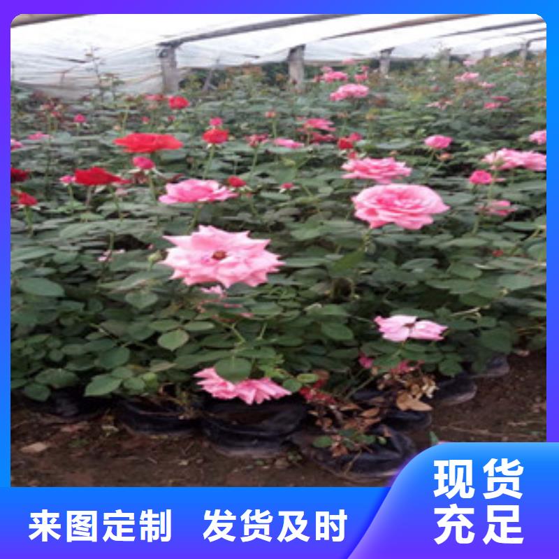 【时令草花】观赏草/蒲苇狼尾草现货满足大量采购