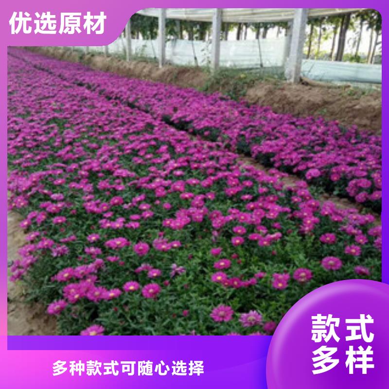 【时令草花】耐寒耐旱草花基地现货齐全售后无忧