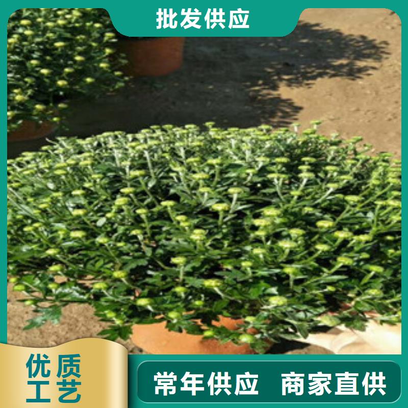 【时令草花】鲁冰花/粉黛乱子草自有生产工厂