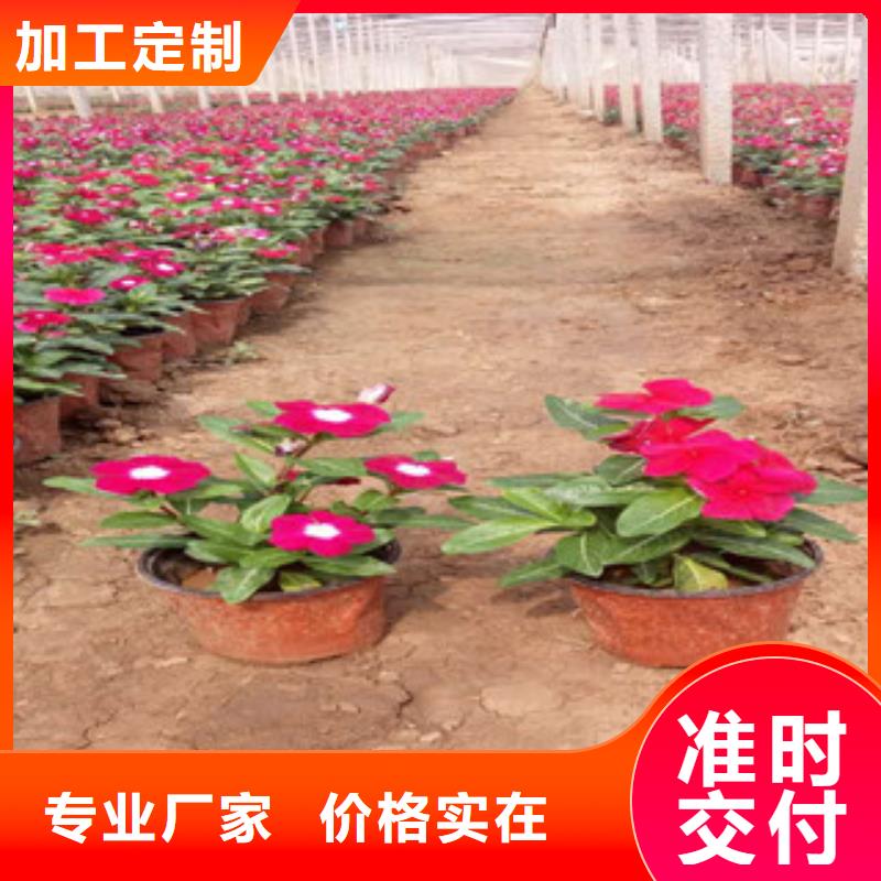 【时令草花】观赏草/蒲苇狼尾草现货满足大量采购