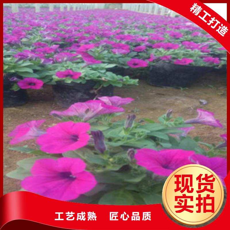 【时令草花】时令花卉/绿化草花价格品质可靠