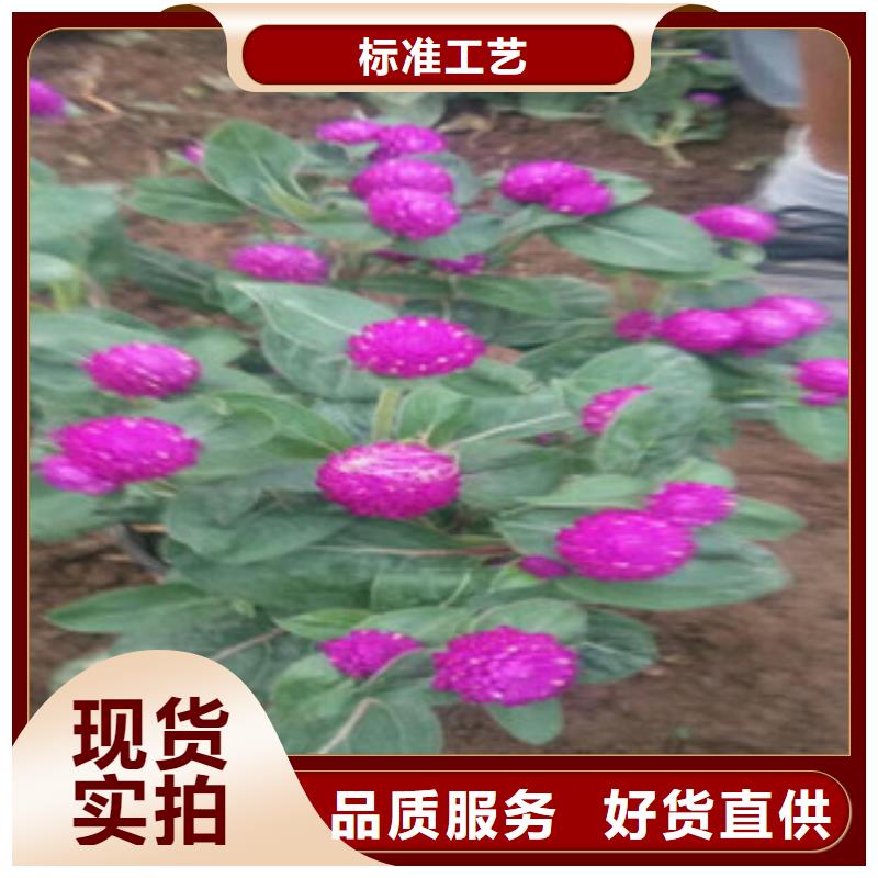 时令草花花海景观工程拒绝伪劣产品