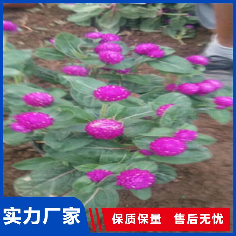 【时令草花,鲁冰花/粉黛乱子草值得信赖】