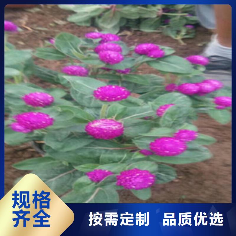 时令草花宿根花卉基地大品牌值得信赖