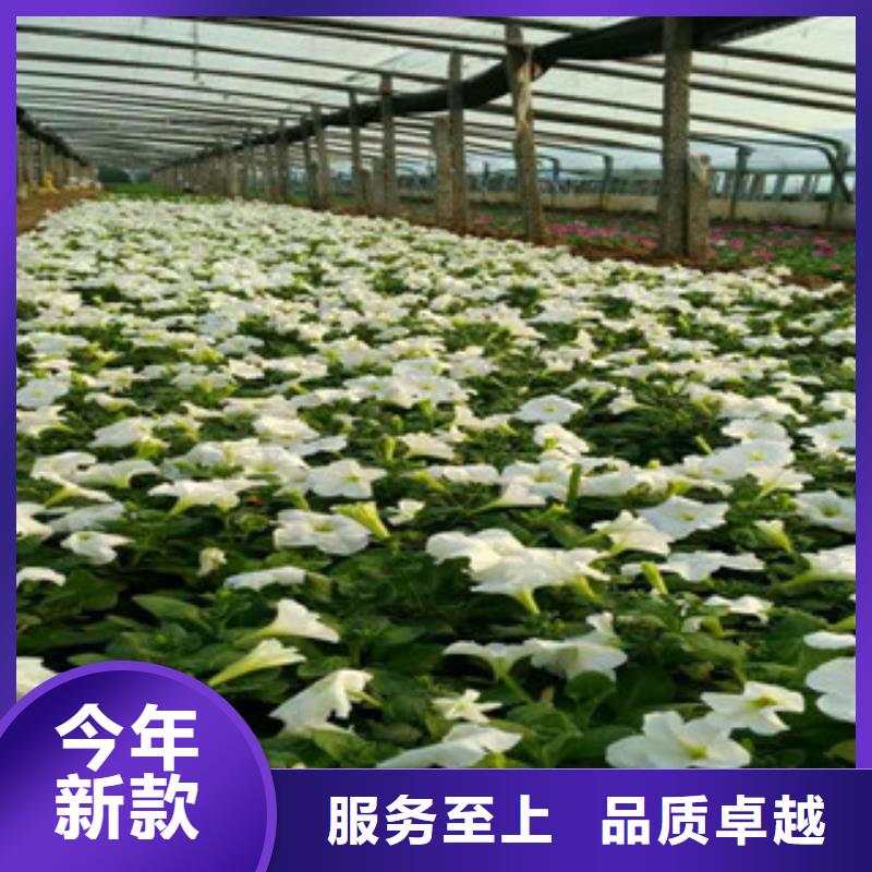 时令草花花海景观工程拒绝伪劣产品