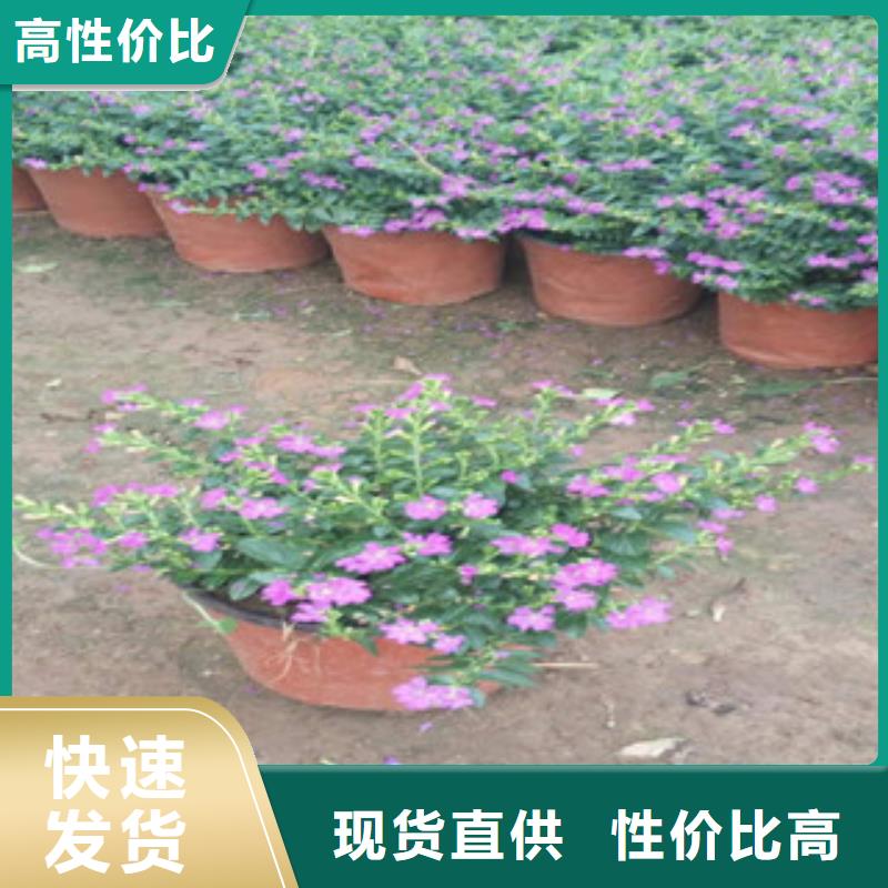 时令草花鲁冰花/粉黛乱子草分类和特点