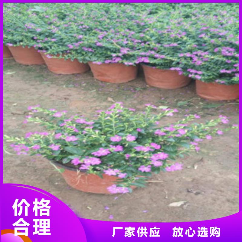 【时令草花】鲁冰花/粉黛乱子草自有生产工厂