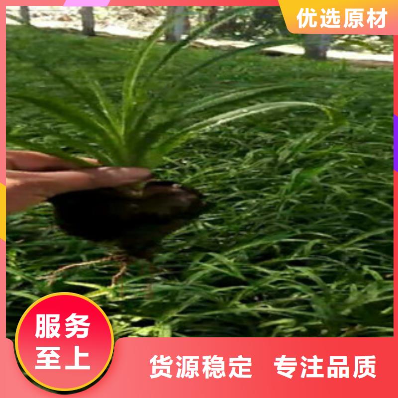 时令草花-观赏草/蒲苇狼尾草真正的源头厂家