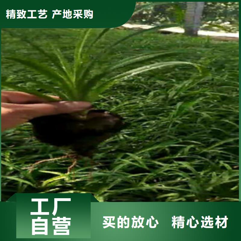 【时令草花】水生植物/荷花睡莲工艺层层把关