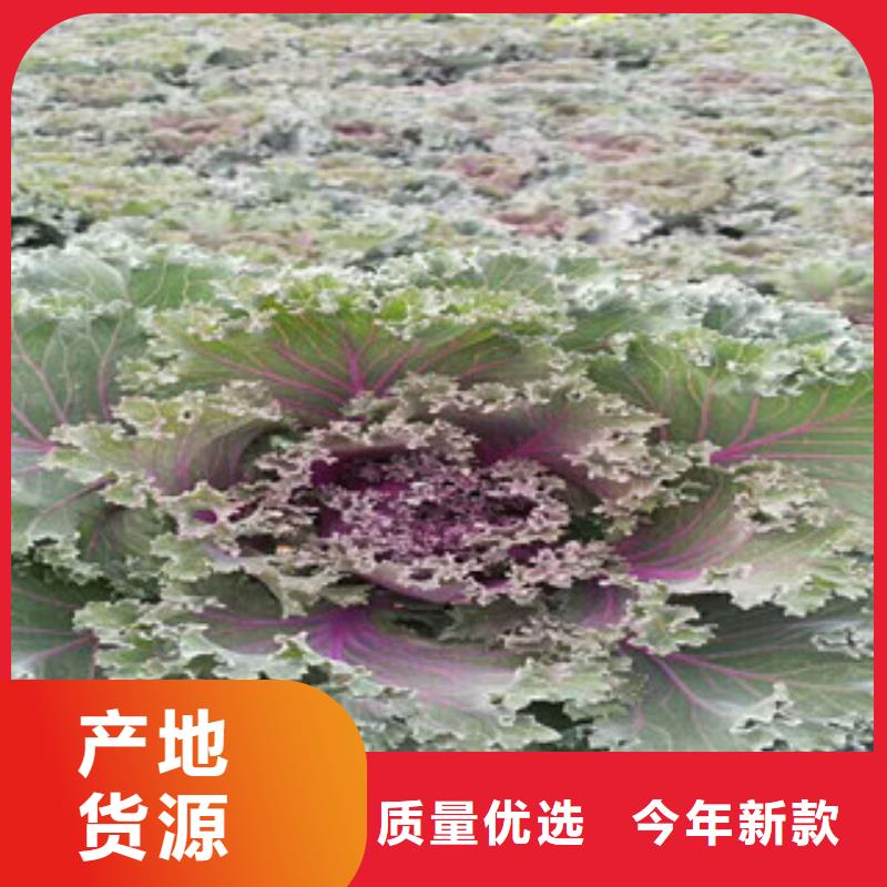 【时令草花】水生植物/荷花睡莲工艺层层把关