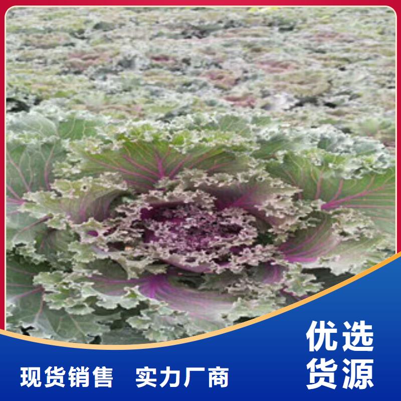 【时令草花】耐寒耐旱草花基地专注生产制造多年