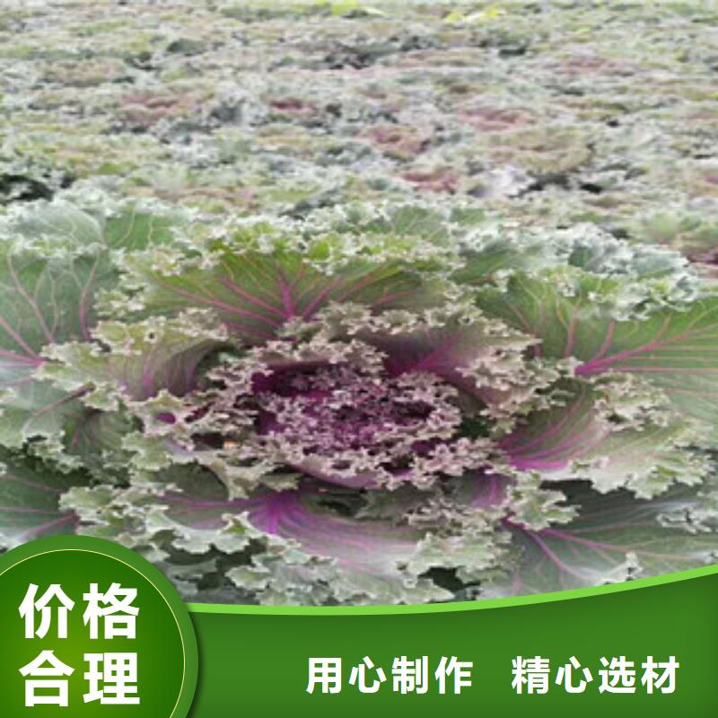 时令草花鲁冰花/粉黛乱子草分类和特点