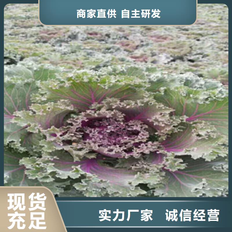 【时令草花】耐寒耐旱草花基地现货齐全售后无忧