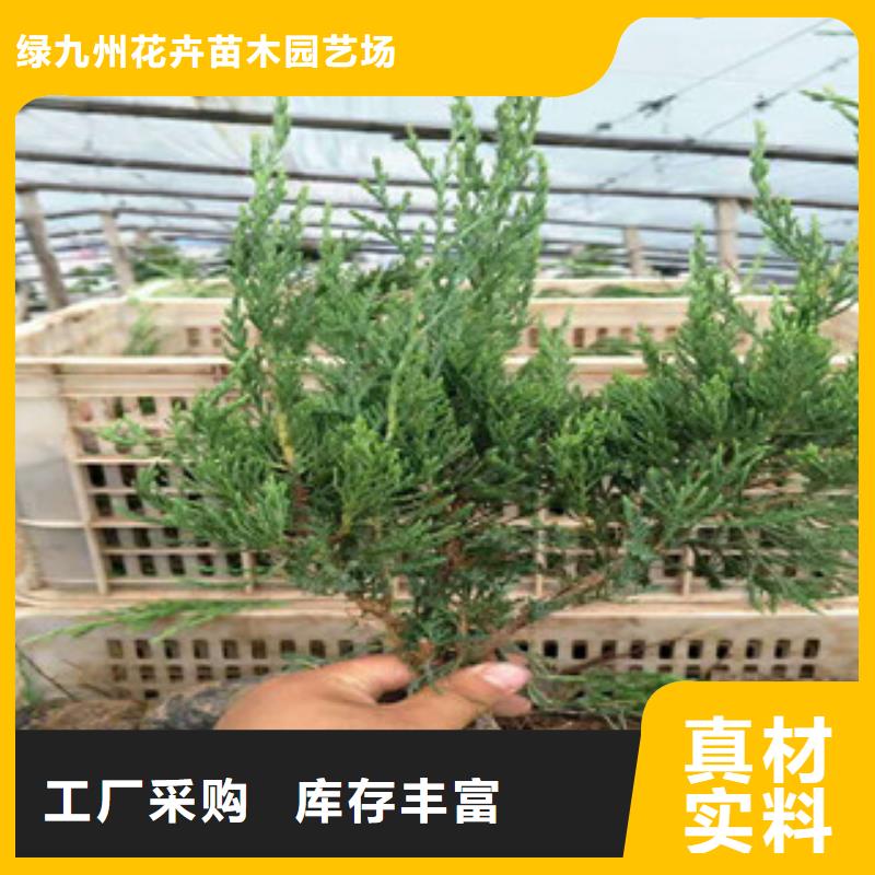 时令草花-观赏草/蒲苇狼尾草真正的源头厂家