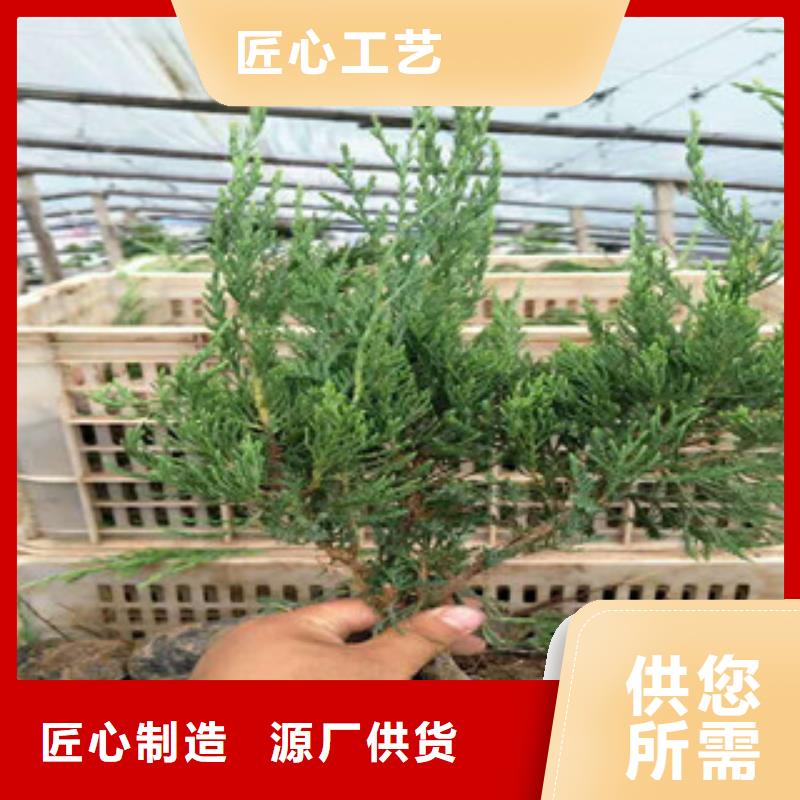 【时令草花】鲁冰花/粉黛乱子草自有生产工厂