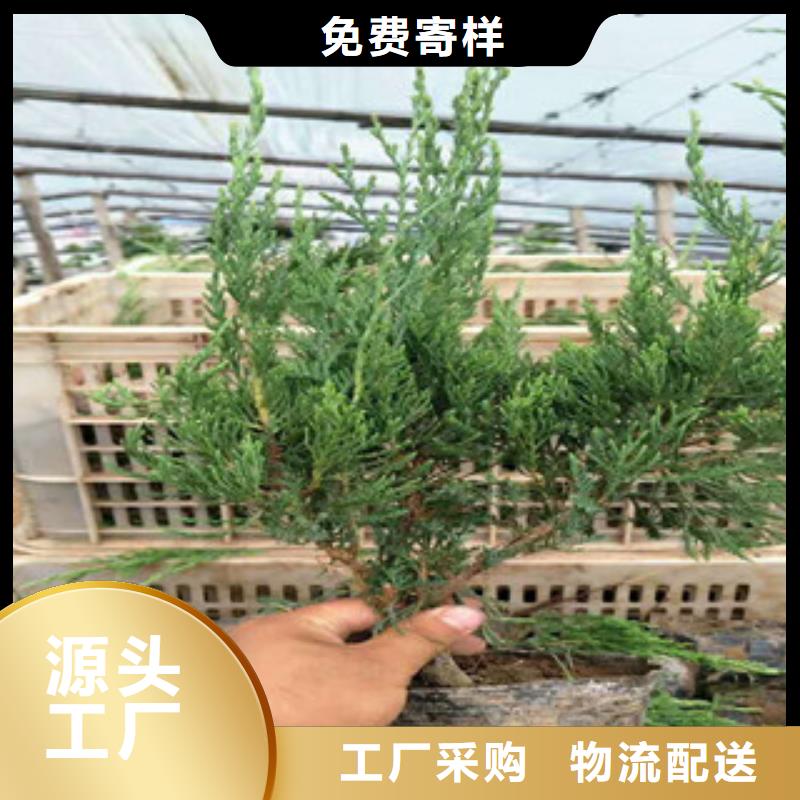 时令草花耐寒耐旱草花基地本地厂家值得信赖