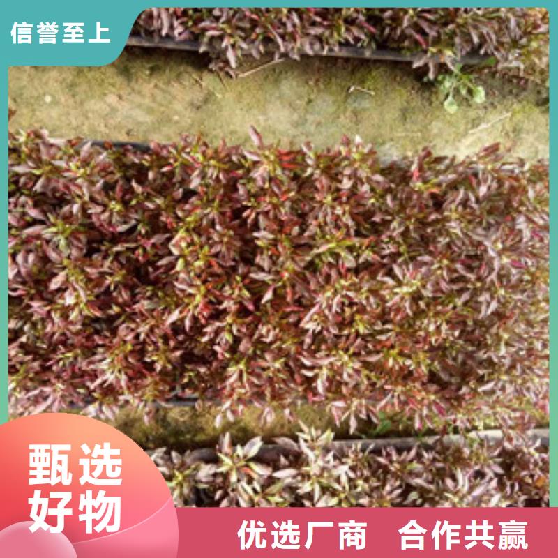 【时令草花】花海景观工程优质货源