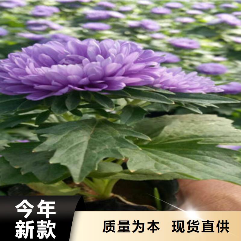 时令草花【耐寒耐旱草花基地】24小时下单发货