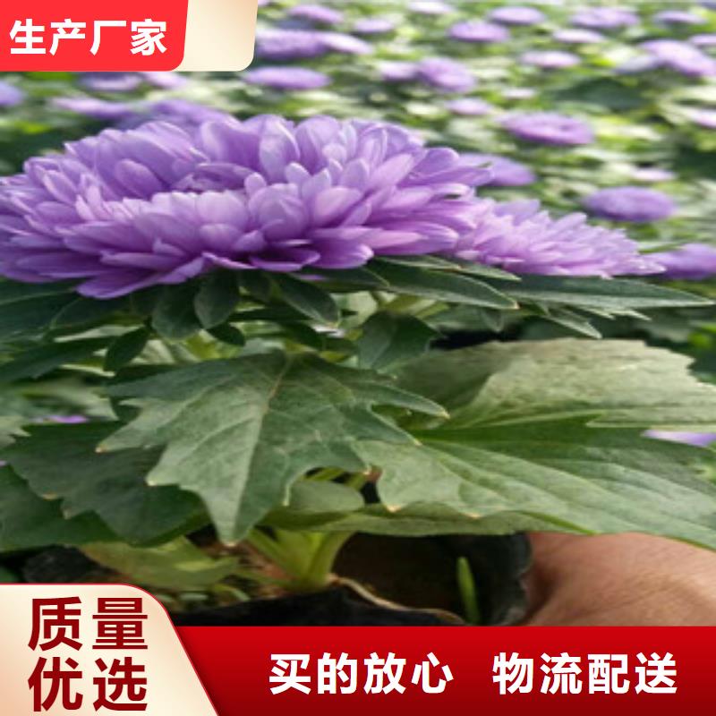 时令草花【耐寒耐旱草花基地】精心选材