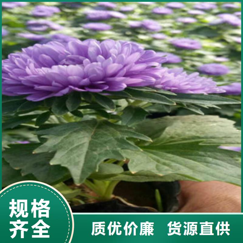 【时令草花宿根花卉基地诚信经营现货现发】