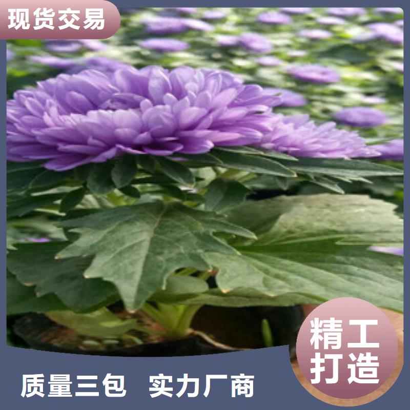 【时令草花】时令花卉/绿化草花价格客户信赖的厂家