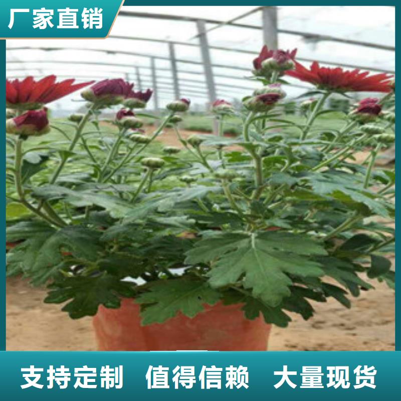 【时令草花】水生植物/荷花睡莲工艺层层把关