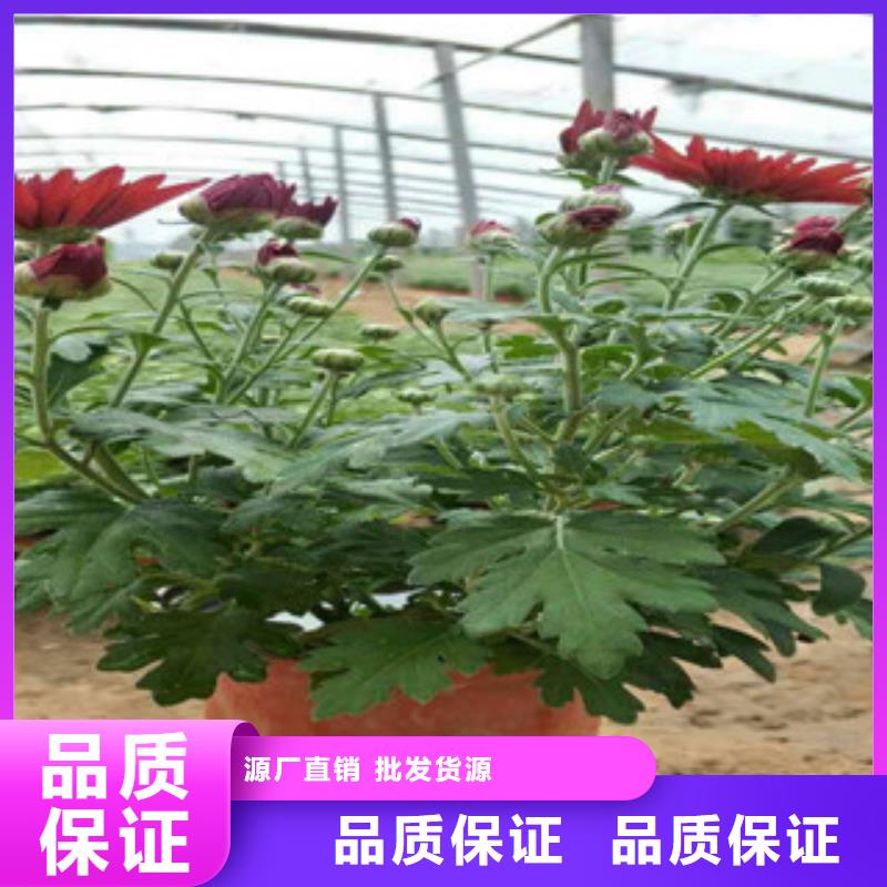 【时令草花】花海景观工程优质货源