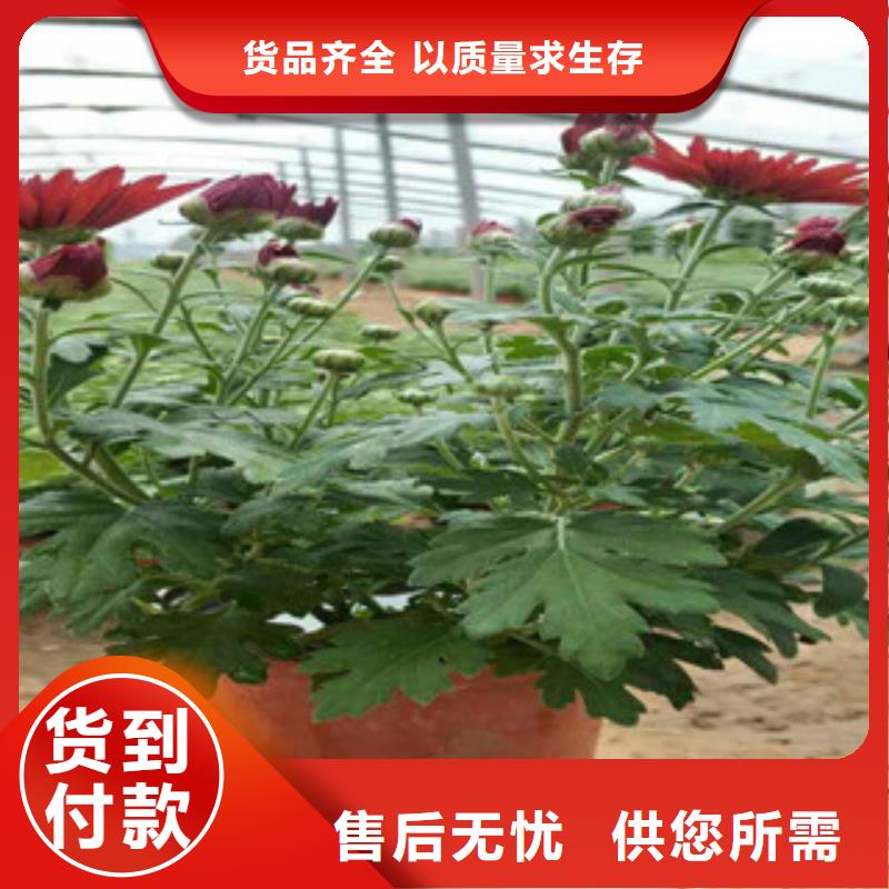 【时令草花】耐寒耐旱草花基地现货齐全售后无忧