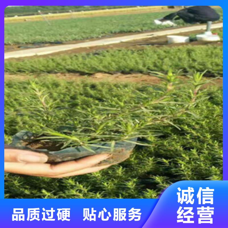 【时令草花】鲁冰花/粉黛乱子草自有生产工厂