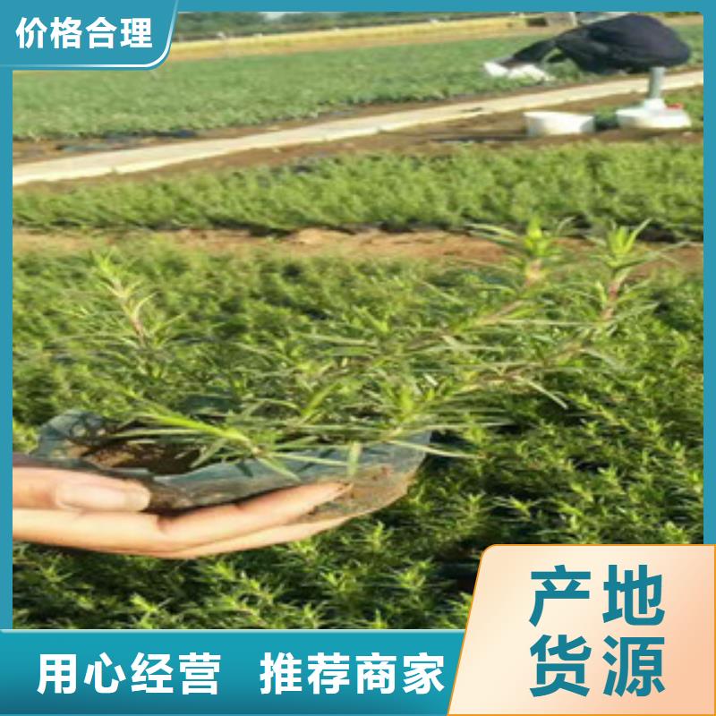 【时令草花】鲁冰花/粉黛乱子草自有生产工厂