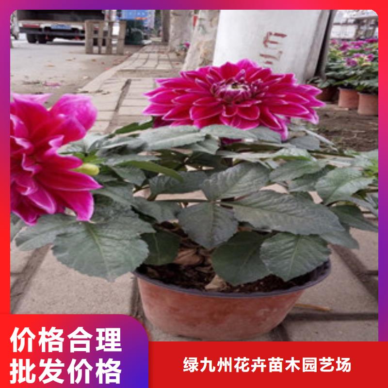 时令草花,耐寒耐旱草花基地材质实在