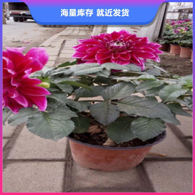 时令草花五一国庆草花批发高品质现货销售