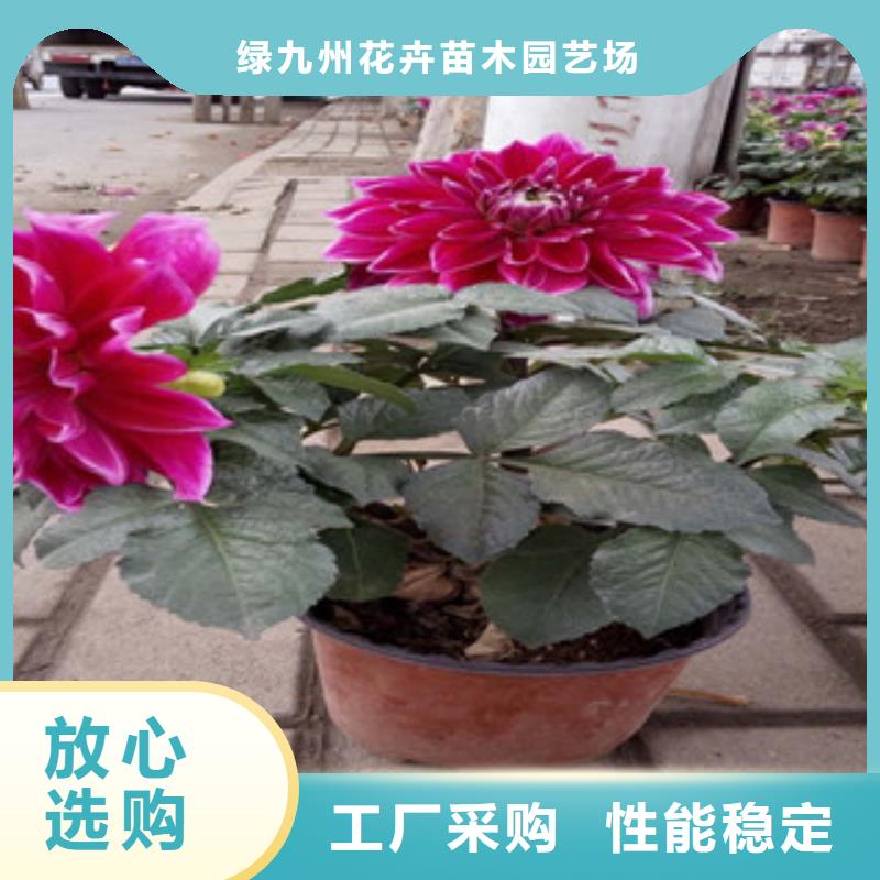 【时令草花】_水生植物/荷花睡莲实力优品