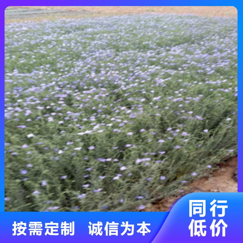 【宿根花卉】水生植物/荷花睡莲专注细节使用放心