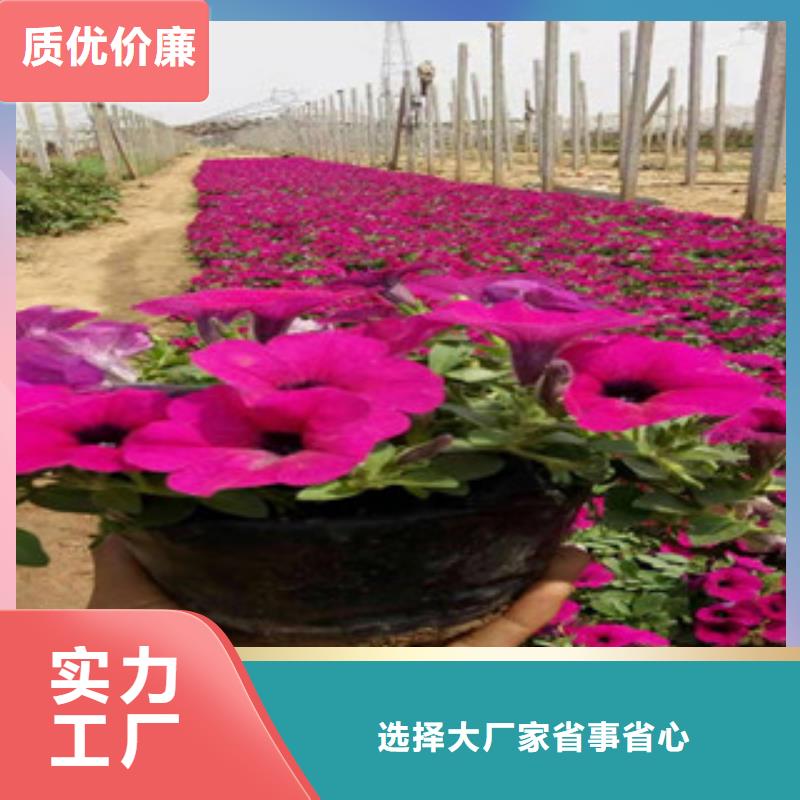 【宿根花卉花海景观工程种类齐全】